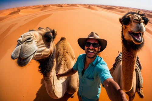 camels,camelride,dromedaries,male camel,arabian camel,libyan desert,camel caravan,desert safari dubai,camel train,dromedary,two-humped camel,camel,sahara,sahara desert,namib,merzouga,desert safari,namib desert,jordan tours,united arab emirates,Illustration,Vector,Vector 15