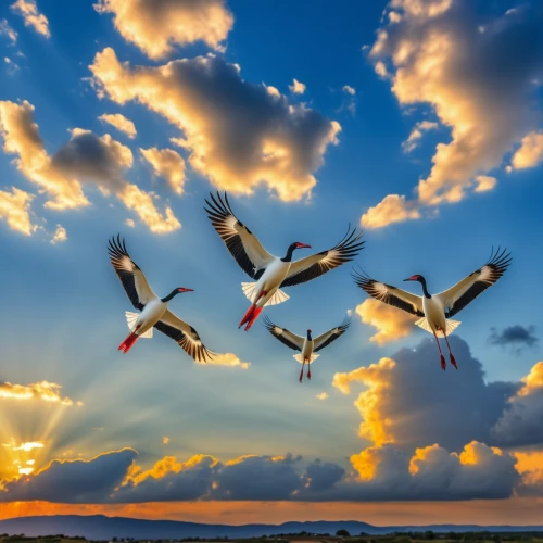 migratory birds,birds in flight,geese flying,pelicans,sea birds,great white pelicans,seabirds,gulls,flying sea gulls,wild geese,white storks,flying birds,storks,sea gulls,crested terns,seagulls flock,birds flying,geese,group of birds,seagulls,Photography,General,Realistic