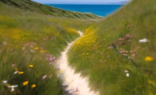 cotton grass,sea of flowers,durdle door,blooming field,douglas' meadowfoam,blooming grass,meadow rues,moving dunes,meadow in pastel,flowering meadow,pathway,beach grass,flamborough,field of flowers,grass blossom,yellow grass,the valley of flowers,aaa,dune grass,wildflowers