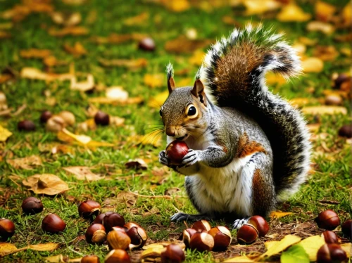 to collect chestnuts,acorns,chestnuts,relaxed squirrel,nuts & seeds,douglas' squirrel,chilling squirrel,collecting nut fruit,chestnut animal,red squirrel,racked out squirrel,hazelnuts,squirrel,squirrels,sweet chestnuts,abert's squirrel,horse chestnuts,wild chestnuts,eurasian squirrel,sciurus carolinensis,Conceptual Art,Daily,Daily 02