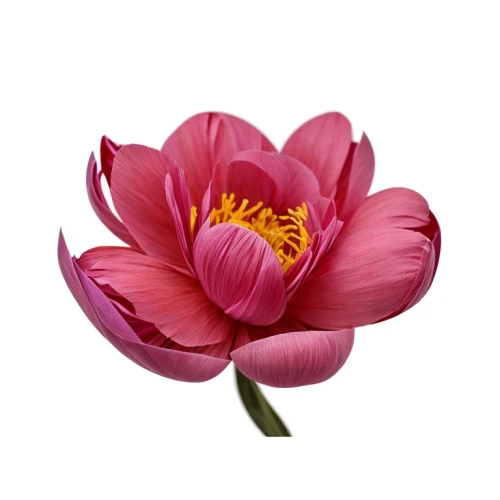 flowers png,turkestan tulip,chinese peony,dahlia pink,common peony,pink chrysanthemum,peony pink,lotus png,tulip magnolia,lotus ffflower,pink peony,peony,anemone japonica,cosmos flower,pink tulip,wild peony,pink water lily,chrysanthemum cherry,carnation of india,korean chrysanthemum