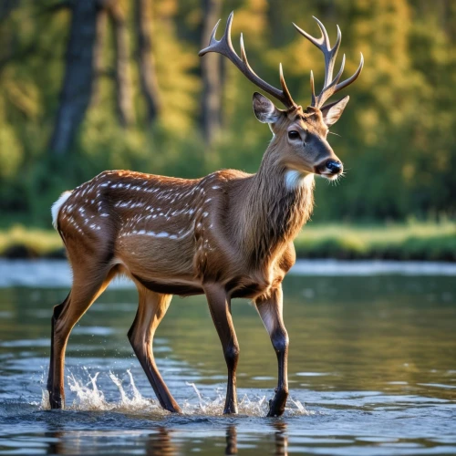 european deer,male deer,white-tailed deer,fallow deer,fallow deer group,pere davids male deer,whitetail buck,red deer,whitetail,deer in tears,roe deer,deers,bucks,young-deer,spotted deer,deer,mule deer,deer bull,pere davids deer,young deer,Photography,General,Realistic