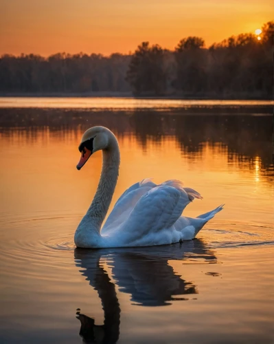 swan on the lake,swan lake,swan pair,tundra swan,trumpeter swan,mute swan,white swan,trumpeter swans,swan,trumpet of the swan,canadian swans,swan cub,young swan,swans,swan boat,mourning swan,constellation swan,swan family,cygnet,the head of the swan,Photography,General,Natural