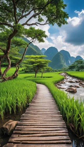 rice fields,vietnam,green landscape,rice paddies,the rice field,rice field,landscape background,ricefield,wooden bridge,paddy field,aaa,nature landscape,beautiful landscape,hiking path,japan landscape,background view nature,pathway,rice terrace,river landscape,wooden path,Photography,General,Realistic
