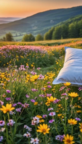 blanket of flowers,bed in the cornfield,flower field,flower blanket,field of flowers,meadow landscape,flowers field,blanket flowers,chair in field,summer meadow,flower meadow,meadow flowers,blooming field,flowering meadow,wildflower meadow,flower in sunset,cushion flowers,suitcase in field,mountain meadow,spring meadow,Photography,General,Realistic