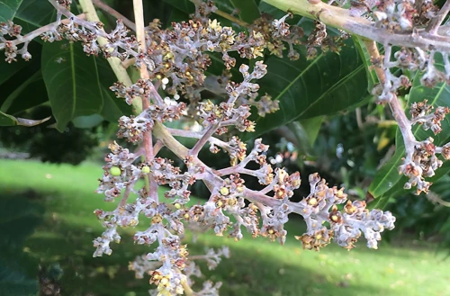 fruit blossoms,lilac tree buds,flowering tree,inflorescences,jabuticaba,small-leaf lilac,lilac branch,flowering vines,tree blossoms,flowering branch,inflorescence,flowering branches,elder berries,chestnut flowers,a sprig of white lilac,fragrant flowers,golden lilac,flowering shrub,white lilac,flowering in may