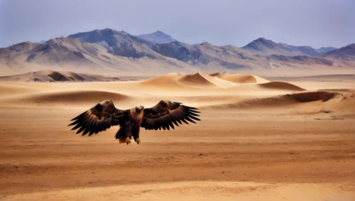 steppe eagle,the gobi desert,mongolian eagle,capture desert,gobi desert,namibia,libyan desert,african eagle,desert background,desert desert landscape,argentina desert,desert landscape,of prey eagle,vulture african,mojave desert,california condor,desert buzzard,united arab emirates,griffon vulture,vulture