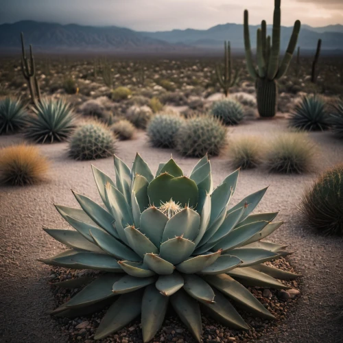 desert plant,agave,desert plants,sonoran desert,agave azul,agave nectar,desert flower,cactus,night-blooming cactus,sonoran,moonlight cactus,cacti,san pedro cactus,mojave desert,arizona-sonora desert museum,dutchman's-pipe cactus,cactus digital background,flowerful desert,barrel cactus,desert desert landscape,Photography,General,Cinematic