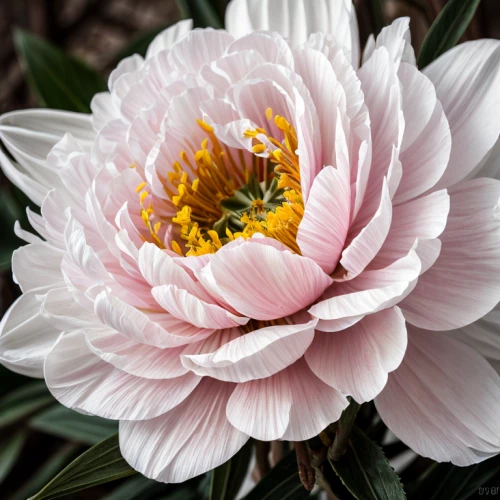 pink chrysanthemum,peony pink,common peony,dahlia pink,pink peony,pink anemone,wild peony,japanese anemone,pink chrysanthemums,chrysanthemum cherry,peony,shasta daisy,chrysanthemum,the white chrysanthemum,pink cosmea,white chrysanthemum,anemone japonica,pink flower white,cosmea,celestial chrysanthemum