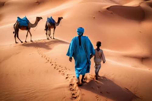 dromedaries,camel caravan,camels,shadow camel,dromedary,arabian camel,camelride,nomadic people,morocco,bedouin,male camel,rem in arabian nights,sahara desert,libyan desert,merzouga,camel train,camel,sahara,orientalism,two-humped camel,Photography,General,Cinematic