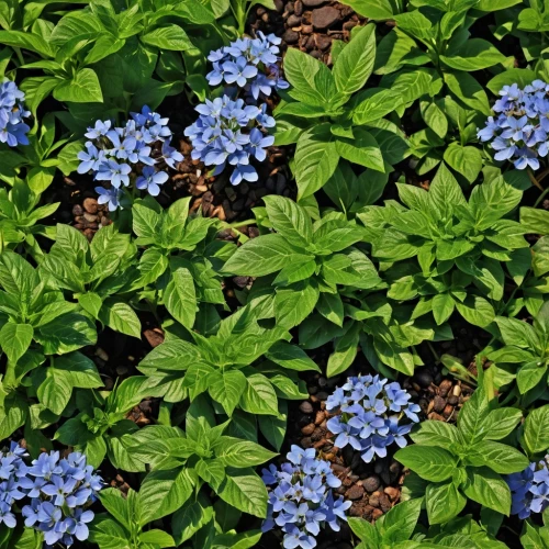 glechoma hederacea,alpine forget-me-not,ground cover,forget-me-nots,blue flowers,blue bonnet,small flowers,myosotis,blue daisies,alpine flowers,flowers in may,jasione montana,plumbago,early summer flowers,siberian bugloss,muscari armeniacum,hepatics,spring flowers,zigzag clover,garden shrub,Photography,General,Realistic