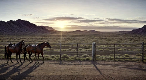 wild horses,cowboy silhouettes,wild west,man and horses,western pleasure,western riding,endurance riding,horseback riding,beautiful horses,western,horses,horseback,mesquite flats,two-horses,big bend,horse herd,steppe,equines,wild horse,equine