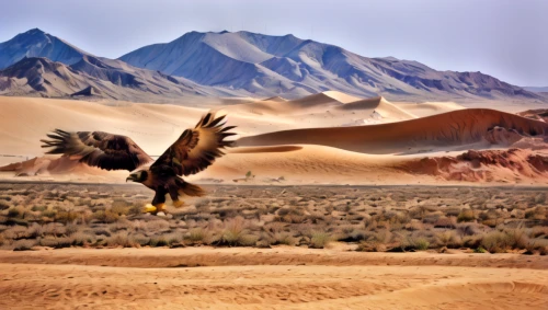 steppe eagle,harris hawk in flight,the atacama desert,mongolian eagle,desert buzzard,the gobi desert,great dunes national park,california condor,gobi desert,chukar,mountain hawk eagle,chukar partridge,mojave desert,bird in flight,steppe buzzard,marsh harrier,harris hawk,african eagle,capture desert,andean condor