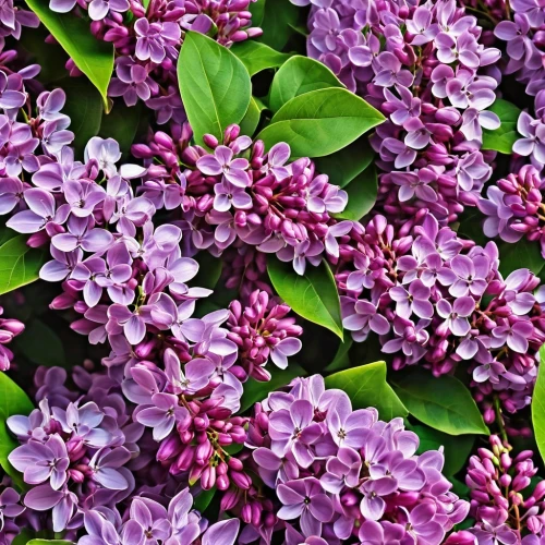 small-leaf lilac,common lilac,lilacs,daphne flower,lilac flowers,golden lilac,syringa,butterfly lilac,lilac blossom,syringa vulgaris,lilac branches,lilac arbor,lilac tree,white lilac,lilac branch,lilac flower,purple lilac,california lilac,precious lilac,mountain laurel,Photography,General,Realistic