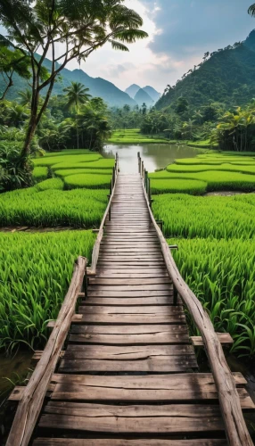 rice fields,rice field,the rice field,rice paddies,vietnam,ricefield,rice terrace,paddy field,wooden bridge,rice terraces,aaa,yamada's rice fields,green landscape,landscape background,vietnam's,vietnam vnd,teak bridge,landscape photography,japan landscape,mekong,Photography,General,Realistic