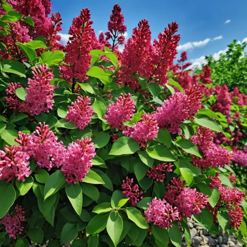 flowering shrubs,ixora,red-flowering horse chestnut,small-leaf lilac,syringa vulgaris,coral honeysuckle,west indian jasmine,aesculus carnea,common lilac,coral vine,syringa,allspice,aesculus,smooth sumac,red flowering horse chestnut,phytolacca americana,european pipe shrub,coral bush,lilacs,flowering shrub,Photography,General,Realistic