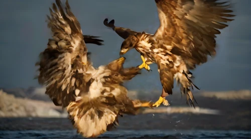 african fishing eagle,white-tailed eagle,white tailed eagle,sea head eagle,fish eagle,sea eagle,of prey eagle,steller's sea eagle,fishing hawk,african fish eagle,buteo,sea hawk,golden eagle,african eagle,mongolian eagle,falconiformes,giant sea eagle,eagles,kelp gulls in love,egyptian vulture