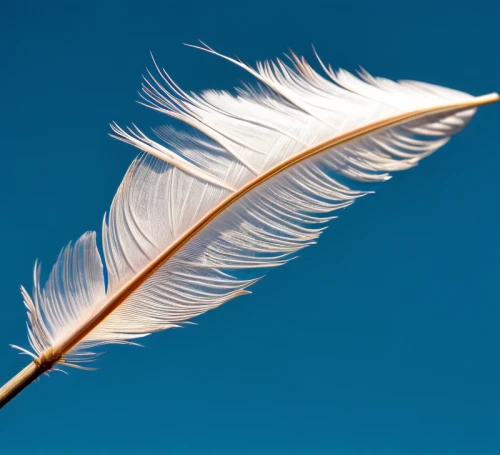 white feather,bird feather,hawk feather,feather,swan feather,chicken feather,pigeon feather,feather on water,feather bristle grass,feather jewelry,angel wing,black feather,feather headdress,feathers,peacock feather,ostrich feather,bird wing,beak feathers,feather pen,feathers bird