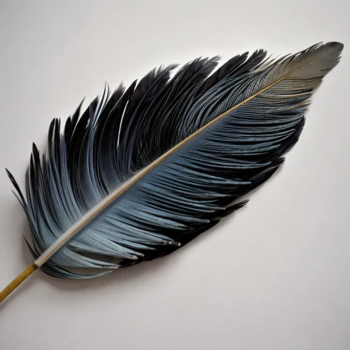 hawk feather,black feather,pigeon feather,feather headdress,feather jewelry,bird feather,peacock feather,chicken feather,feather,raven's feather,white feather,parrot feathers,prince of wales feathers,beak feathers,peacock feathers,feather pen,feathers,feather on water,color feathers,bird wing
