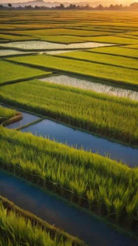 rice fields,rice field,ricefield,the rice field,yamada's rice fields,rice paddies,paddy field,rice cultivation,polder,rice terrace,the shrimp farm,green fields,japan landscape,river delta,paddy harvest,vietnam,vietnam's,dji agriculture,rice terraces,indonesian rice,Photography,General,Commercial