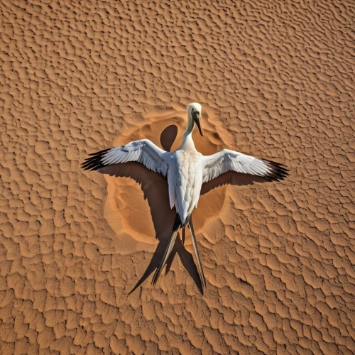 desert flower,namib desert,dead vlei,desert locust,namib,desert buzzard,namibia,dalmatian pelican,bird skull,libyan desert,hammerhead bird,sossusvlei,crane-like bird,flowerful desert,desert fox,argentina desert,desert,dubai desert,salt desert,sahara desert,Photography,General,Realistic