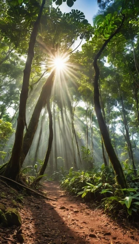 yakushima,aaa,kauai,forest path,sunlight through leafs,fairy forest,holy forest,forest glade,fairytale forest,foggy forest,germany forest,madeira,elven forest,forest floor,azores,green forest,forest of dreams,jeju island,sun burning wood,australian mist,Photography,General,Realistic