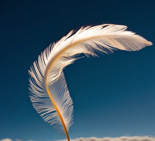 white feather,swan feather,great egret,bird feather,white egret,white heron,great white egret,fujian white crane,angel wing,feather,egret,hawk feather,snowy egret,eastern great egret,feather on water,bird wing,pigeon feather,dove of peace,fairy tern,chicken feather