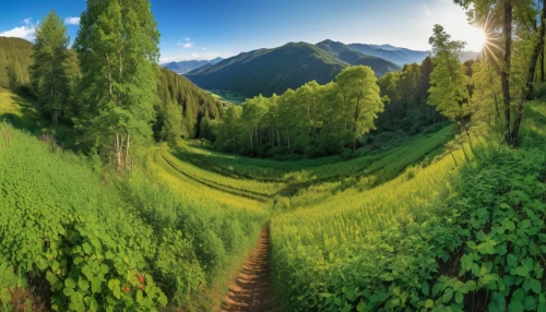 tropical and subtropical coniferous forests,larch forests,alpine meadows,temperate coniferous forest,background view nature,landscape background,hiking path,green landscape,green forest,tea field,permaculture,salt meadow landscape,coniferous forest,meadow landscape,the way of nature,nature landscape,pathway,field of cereals,tree lined path,aaa,Photography,General,Realistic