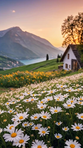 meadow landscape,field of flowers,flower field,meadow flowers,alpine meadow,flower meadow,carpathians,flowering meadow,mountain meadow,spring meadow,summer meadow,dandelion meadow,home landscape,flowers field,blanket of flowers,wildflower meadow,dandelion field,meadow,beautiful landscape,the valley of flowers,Photography,General,Commercial