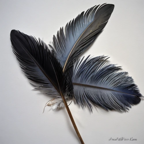 black feather,pigeon feather,hawk feather,peacock feather,feather headdress,bird feather,feather jewelry,white feather,peacock feathers,feather,raven's feather,chicken feather,color feathers,feathers,prince of wales feathers,parrot feathers,swan feather,beak feathers,feather on water,ostrich feather
