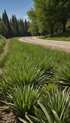 wheat germ grass,sweet grass plant,sweet grass,long grass,palm pasture,dry grass,grass fronds,quail grass,elymus repens,grass grasses,pineapple fields,blooming grass,seamless texture,wheatgrass,grass blades,agave nectar,dried grass,grass,wheat grass,beach grass,Photography,General,Realistic