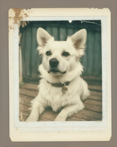 polaroid,lubitel 2,ambrotype,dog frame,polaroid pictures,akita inu,korean jindo dog,german spitz klein,canaan dog,german spitz mittel,dog photography,pembroke welsh corgi,corgi-chihuahua,pomeranian,welsh corgi pembroke,dog-photography,agfa isolette,retro frame,sprocket,kishu,Photography,Documentary Photography,Documentary Photography 03