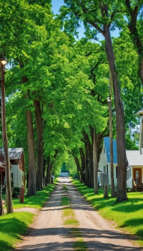 tree-lined avenue,tree lined lane,mennonite heritage village,row of trees,maple road,tree lined path,tree lined,chestnut avenue,country road,forest road,cottages,ash-maple trees,row of houses,birch alley,avenue,animal lane,cherry blossom tree-lined avenue,village street,green trees,grove of trees,Photography,General,Realistic