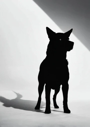 frankenweenie,english toy terrier,animal silhouettes,schipperke,scottish terrier,mouse silhouette,dog frame,scottie dog,dog-photography,shadow,black shepherd,dog,the dog,animal film,toy manchester terrier,beauceron,dog photography,old english terrier,the french bulldog,a police dog,Illustration,Black and White,Black and White 33