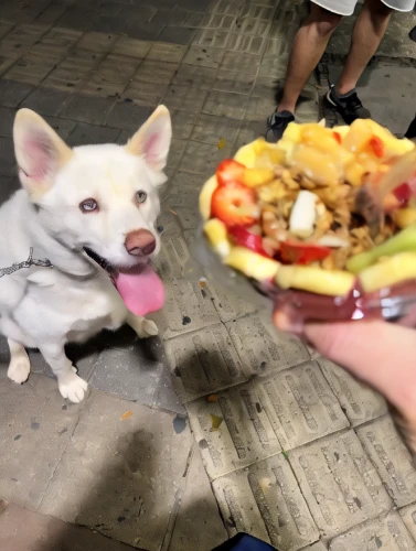 dog puppy while it is eating,taco,chicago-style hot dog,street dog,potcake dog,thai bangkaew dog,korean jindo dog,tostada,indian spitz,pungsan dog,hot dog,chalupa,street food,korean taco,miniature siberian husky,welschcorgi,a snack between meals,canaan dog,nachos,tlacoyo