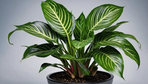 dark green plant,ensete,indoor plant,anthurium,houseplant,androsace rattling pot,thick-leaf plant,sansevieria,money plant,green plant,tropical leaf pattern,century plant,peace lily,radicans,ornamental plant,ornamental plants,fouquieria splendens,terrestrial plant,veratrum,ficus,Photography,General,Realistic