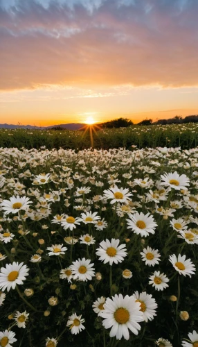 australian daisies,field of flowers,flower field,sun daisies,daisies,flowers field,daisy flowers,blanket of flowers,barberton daisies,flower in sunset,blooming field,chamomile in wheat field,oxeye daisy,white daisies,meadow daisy,cosmos flowers,flower meadow,mayweed,sea of flowers,cosmos field,Photography,Documentary Photography,Documentary Photography 37
