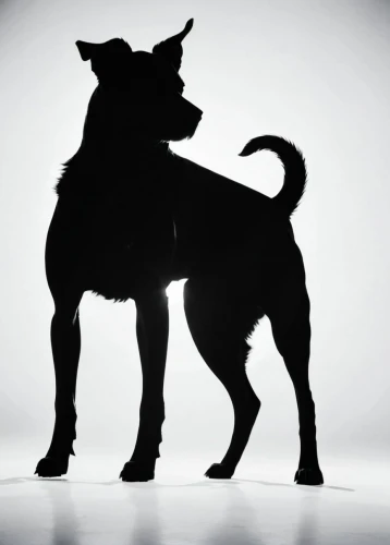 animal silhouettes,bull and terrier,dog photography,dog-photography,pet vitamins & supplements,patterdale terrier,dog breed,malinois and border collie,tibet terrier,giant dog breed,english toy terrier,belgian shepherd malinois,ballroom dance silhouette,dutch shepherd dog,staffordshire bull terrier,ancient dog breeds,dog pure-breed,two dogs,cordoba fighting dog,animal photography,Illustration,Black and White,Black and White 33