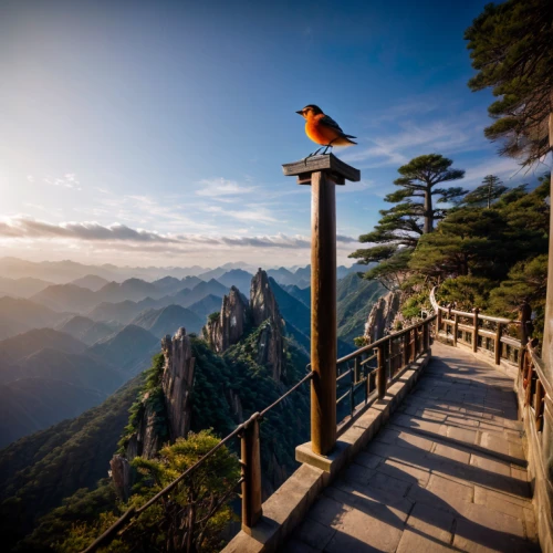 huangshan mountains,tigers nest,perched birds,lookout tower,perching bird,perched bird,bird kingdom,perching birds,new zealand falcon,bird perspective,observation tower,bird bird kingdom,birds perched,blue mountains,eagles nest,hawk perch,observation deck,the observation deck,huangshan maofeng,owl nature