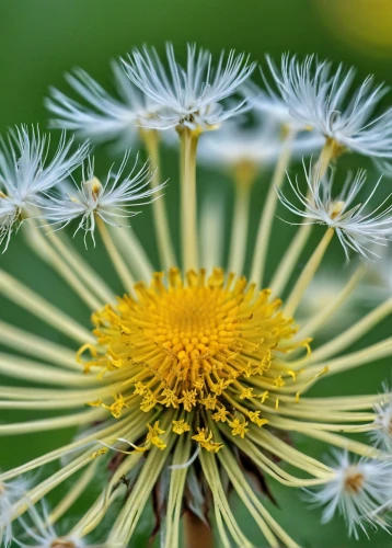 crepis paludosa,dandelion flower,mayweed,taraxacum ruderalia,common dandelion,apiaceae,dandelion,asteraceae,hieracium,camomile flower,taraxacum,flower umbel,dandelion background,ox-eye daisy,dandelions,taraxacum officinale,dandelion seeds,seed-head,doronicum orientale,straw flower,Photography,General,Realistic