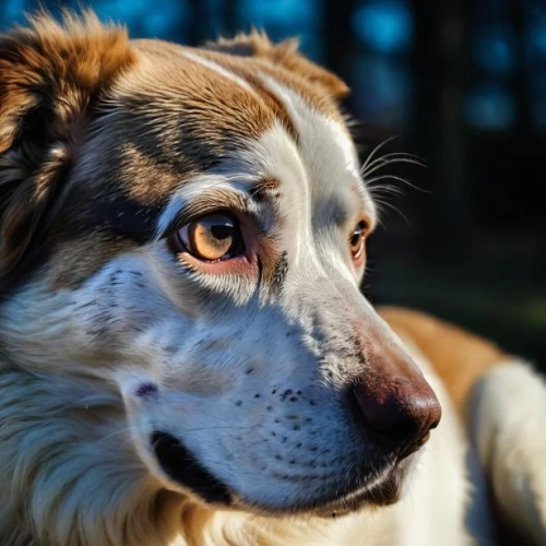 australian shepherd,australian collie,kooikerhondje,english setter,heterochromia,dog-photography,dog photography,blue merle,miniature australian shepherd,german spaniel,english shepherd,appenzeller sennenhund,mixed breed dog,collie,karakachan dog,scotch collie,livestock guardian dog,vigilant dog,irish red and white setter,border collie