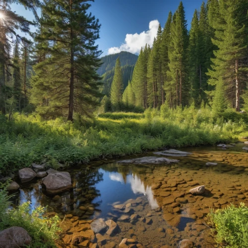 temperate coniferous forest,coniferous forest,salt meadow landscape,tropical and subtropical coniferous forests,meadow and forest,northern black forest,slowinski national park,mountain stream,mountain meadow,alpine meadows,meadow landscape,background view nature,forest landscape,bavarian forest,carpathians,nature landscape,alpine meadow,riparian forest,spruce forest,mountain river