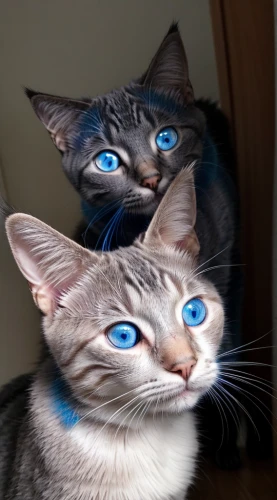 blue eyes cat,cat with blue eyes,ojos azules,cat's eyes,blue eyes,two cats,cat eyes,blue eye,the blue eye,pupils,felines,cat image,cats,fire eyes,yellow eyes,blu,siamese,red-eye effect,heterochromia,golden eyes