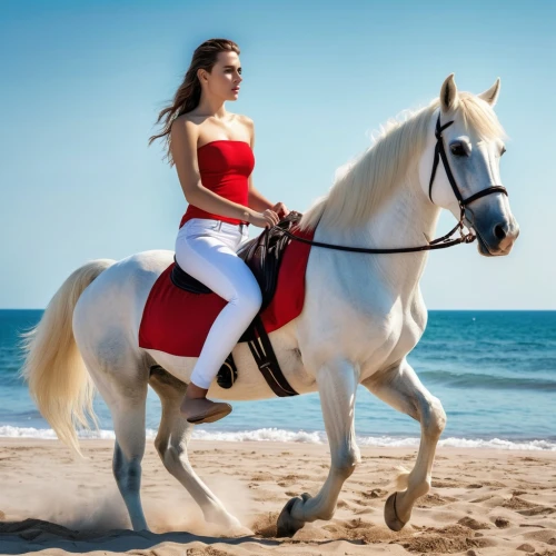 arabian horse,a white horse,equestrian,equestrianism,arabian horses,horse riding,horseback riding,andalusians,white horse,endurance riding,equestrian sport,white horses,horse riders,dressage,horseback,cross-country equestrianism,horsemanship,horse harness,gypsy horse,riding lessons,Photography,General,Realistic