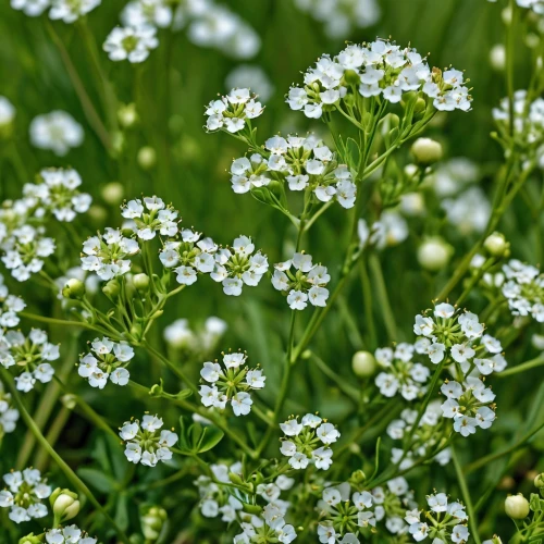 candytuft,galium,umbelliferae,evergreen candytuft,gypsophila,apiaceae,water dropwort,achillea millefolium,stellaria,stitchwort,greek valerian,tanacetum parthenium,small flowers,mediterranean baby's breath,flower umbel,heath aster,tiny flowers,yarrow,wood daisy background,baby's breath,Photography,General,Realistic