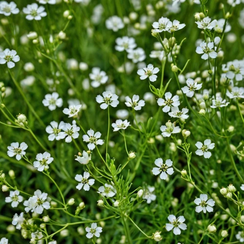 galium,mediterranean baby's breath,gypsophila,small flowers,umbelliferae,tiny flowers,evergreen candytuft,meadow plant,candytuft,stellaria,douglas' meadowfoam,baby's breath,greek valerian,field flowers,flower umbel,caraway seeds,rocket flowers,stitchwort,white flowers,apiaceae,Photography,General,Realistic