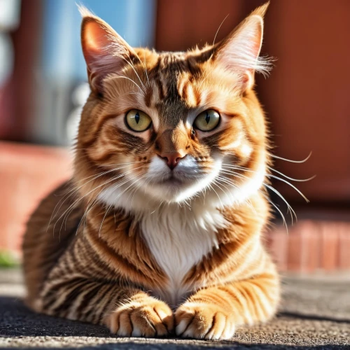 red tabby,calico cat,red whiskered bulbull,ginger cat,toyger,domestic short-haired cat,breed cat,street cat,abyssinian,british longhair cat,american bobtail,cat image,cute cat,feral cat,american curl,bengal cat,tabby cat,cat european,domestic cat,polydactyl cat,Photography,General,Realistic