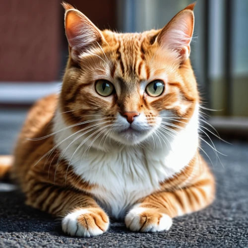 red tabby,toyger,red whiskered bulbull,ginger cat,american shorthair,domestic short-haired cat,bengal cat,american bobtail,european shorthair,abyssinian,bengal,polydactyl cat,breed cat,american curl,cat image,japanese bobtail,american wirehair,tiger cat,tabby cat,cute cat,Photography,General,Realistic