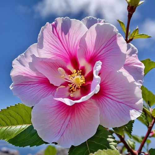 rose of sharon,hawaiian hibiscus,hibiscus rosasinensis,pink hibiscus,hibiscus rosa sinensis,hibiscus flower,hibiscus rosa-sinensis,rugosa rose,hollyhock flower,hibiscus flowers,chinese hibiscus,lilac hibiscus,tree mallow,hibiscus,hollyhock,swamp rose mallow,hibiscus-double,shrub mallow,rosa rugosa,swamp hibiscus,Photography,General,Realistic