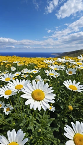 australian daisies,mayweed,leucanthemum,cape marguerites,oxeye daisy,blanket of flowers,field of flowers,daisies,flower field,marguerite daisy,daisy flowers,sea of flowers,sun daisies,camomile flower,barberton daisies,camomile,flower background,ox-eye daisy,helianthus,white daisies,Photography,General,Realistic